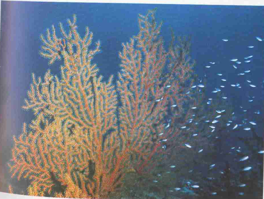 Подводный мнр Полинезии.