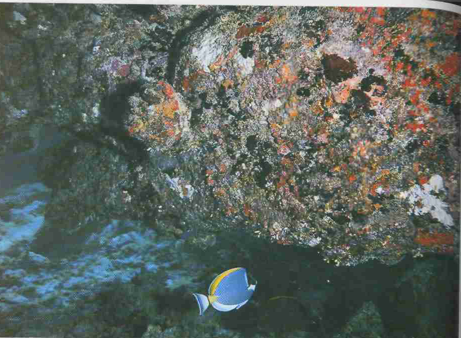 Подводный мнр Полинезии.