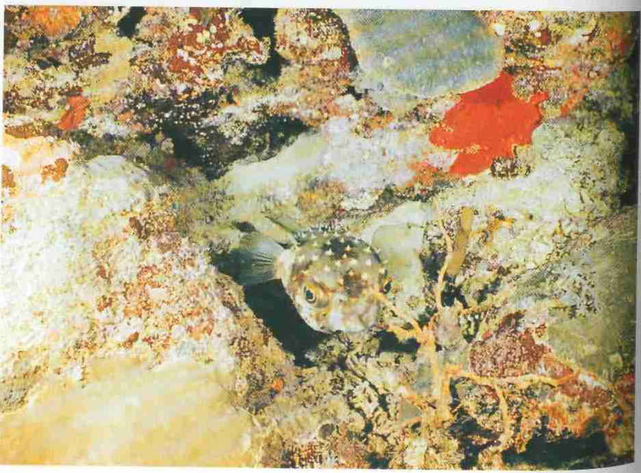 Подводный мнр Полинезии.