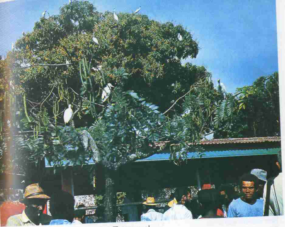 Райские птицы в райском месте - Полинезия!